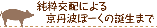 純粋交配による京丹波ぽーくの誕生まで